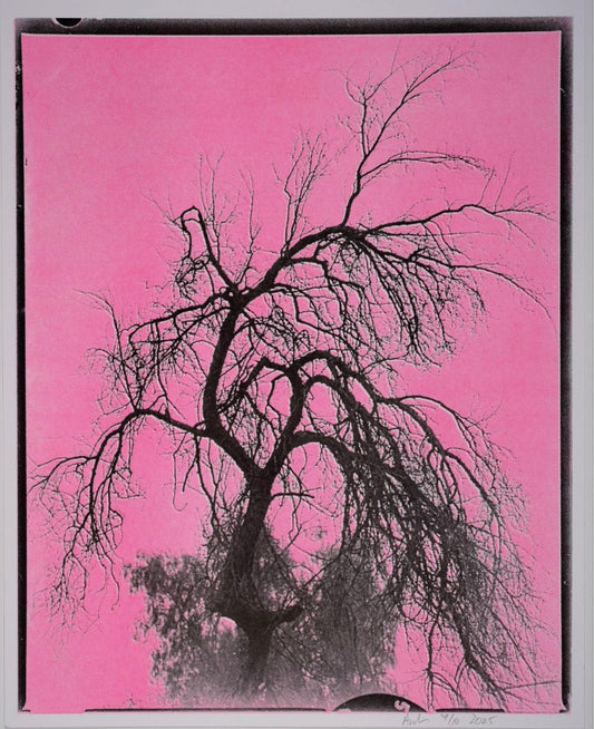 “The Jurupa Oak in Pink, 2025” Risograph Print by Andrew K.Thompson