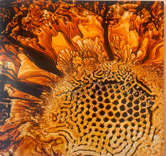 Sunflower by Lori Pond