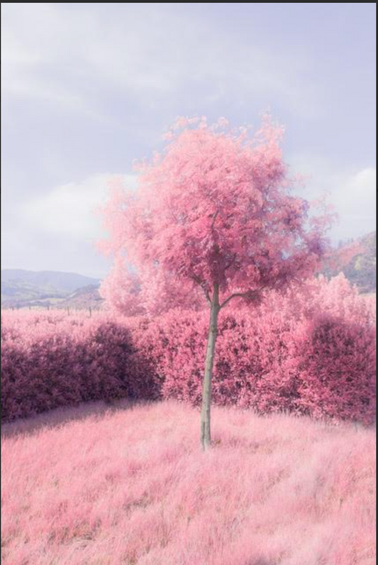 "Pink Tree" by Tommy Lei